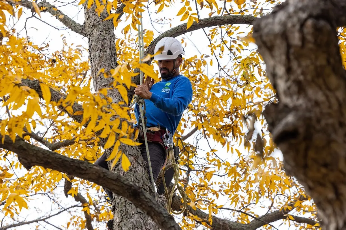 Skilled Tree Trimming crew working in Deatsville
