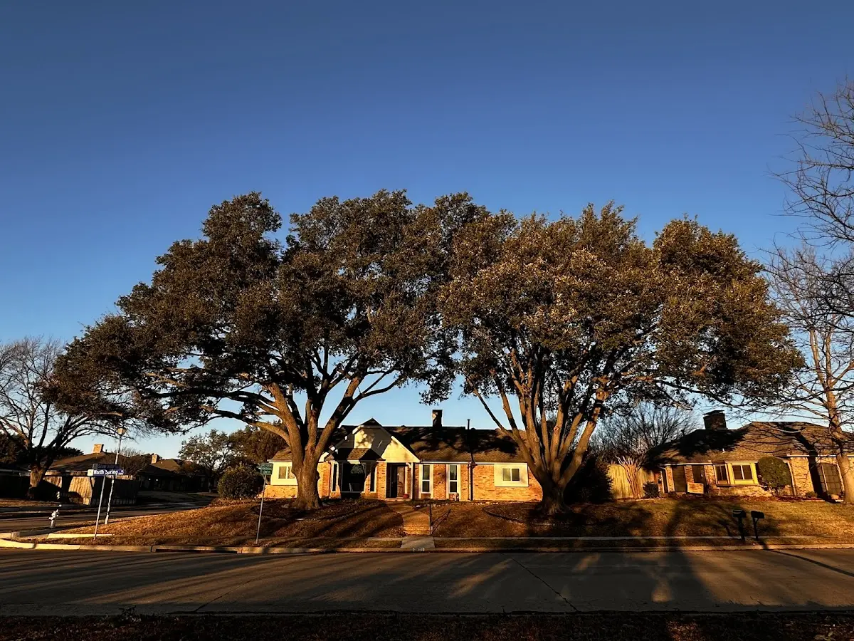 Established residential canopy tree shading a home in Deatsville